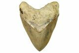 Serrated, Fossil Megalodon Tooth - Indonesia #279198-1